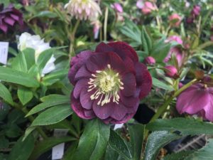 クリスマスローズ展開催中 ラベンダーパーク多可